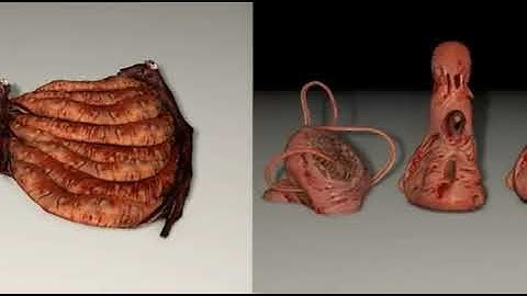 AGONY, 3D models (static) (.c4d)