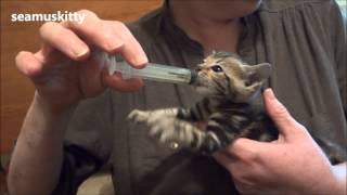 Hungry Bengal Kitten by Julie Stanton 30,574 views 11 years ago 9 seconds