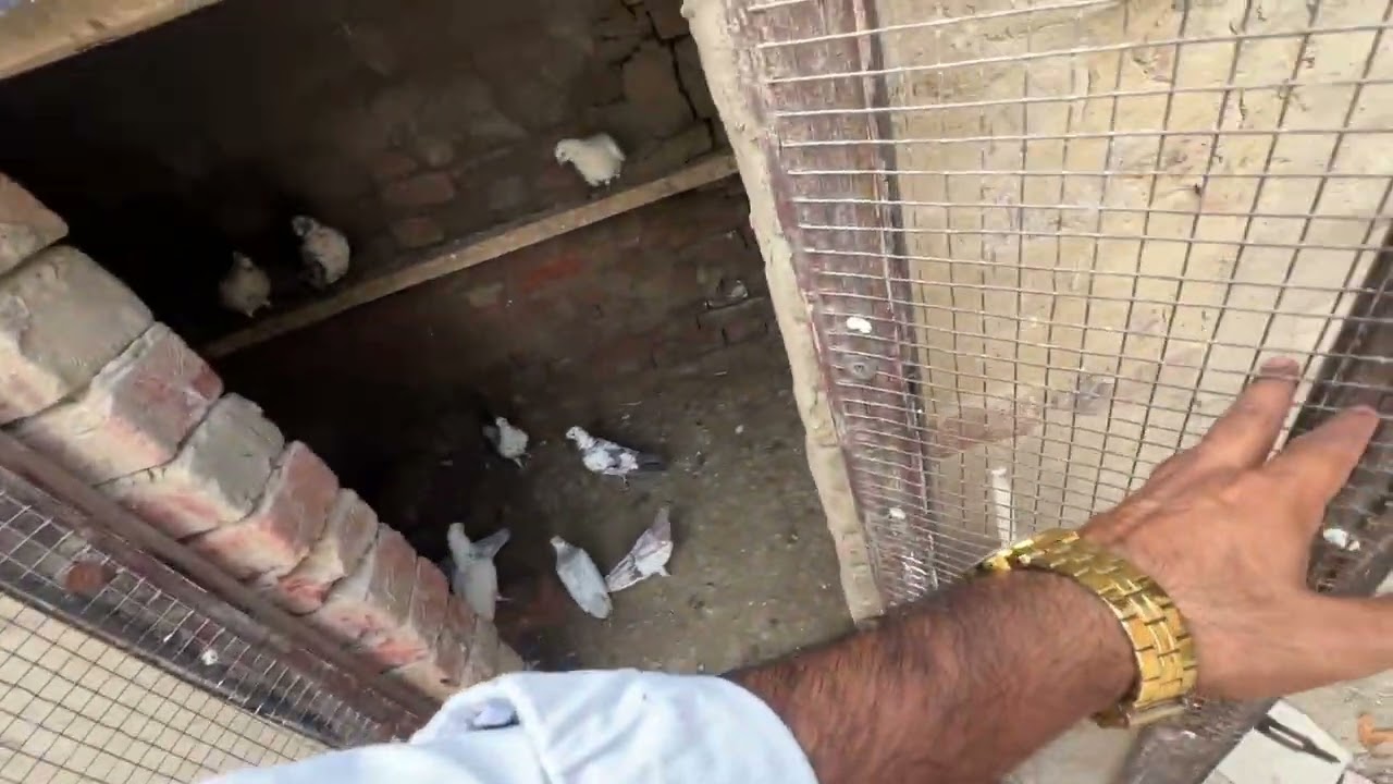 ਫੜੀਆਂ ਕਬੂਤਰ ਵਾਪਸ ਕਰਤਾ 🕊️॥ ਖੁੱਡੇ ਵੀ ਸਾਫ ਕਰੇ ਅੱਜ 🕊️♥️॥ ਦੋਖੇ ਵਿਡਿਉ 🙏🏻॥ 