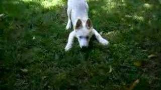 Siberian husky puppy playing by haleona 4,321 views 16 years ago 1 minute, 52 seconds
