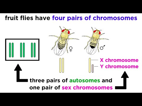 Thumbnail for the embedded element "Inheritance of X-Linked Genes"