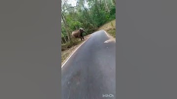 Elephant Attack#Sholayar Forest#dangerous#elephantattack#sholayar#athirapally