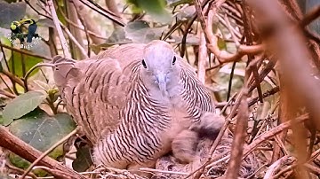 Zebra dove birds, Feed the baby in the nest.#1 [ Review Birds News ]