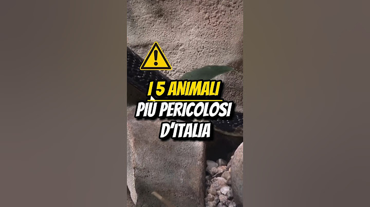 I 5 ANIMALI PIÙ PERICOLOSI D’ITALIA🕷️