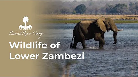 Discover Baines' River Camp: Luxury Safari Adventures in Zambia