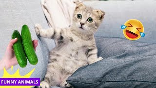 Funniest 2024Cats and  Cucumbers  Awesome Funny Pet Videos Part 26