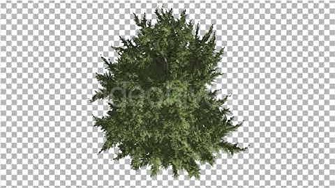 Hollywood Juniper Tree Crown Top Down Coniferous | Motion Graphics - Envato elements
