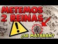 OH NO! | AÑADIMOS 2 REINAS A UNA COLONIA DE 5 REINAS | ¿SE MATARÁN?