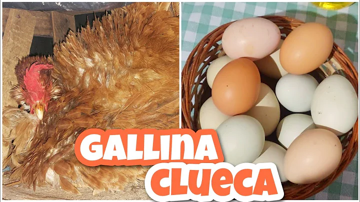 Les enseo todos mis POLLOS + puse la GALLINA CLUECA en su nido