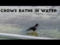 Crows bathe in water カラスの水浴び!