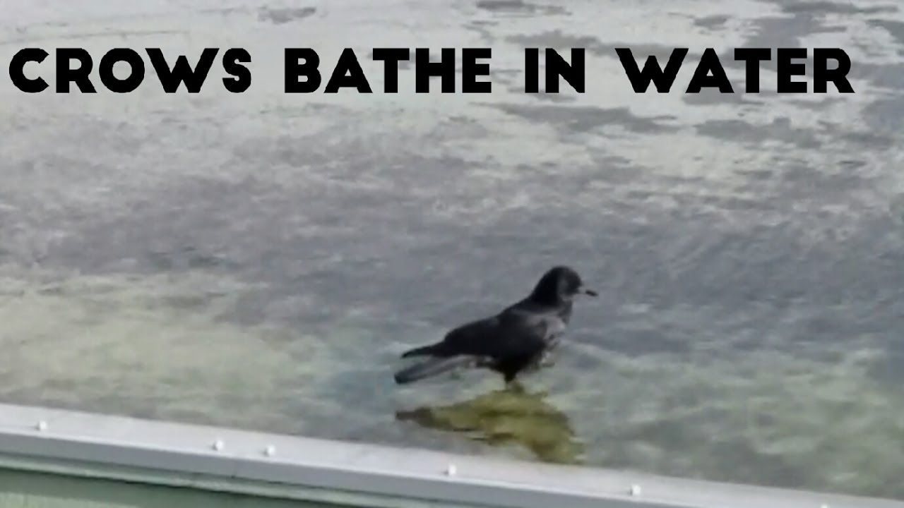 Crows bathe in water カラスの水浴び!