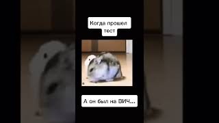 Мем с хомяком #мем #жиза #shorts