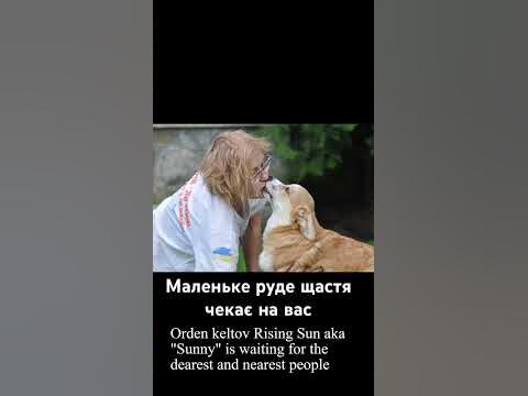 Малюк коргі в розпліднику Орден Кельтів чекає на власників. - YouTube