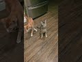 Zeuss and Orange 🐈⬛️🐈April 4, 2024