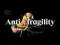Antifragility: How to use suffering to get stronger | Jonathan Haidt &amp; more