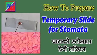 How to Prepare Temporary Slide of Stomata of Leaf? || Stomata from Epidermal Peel of Leaf.