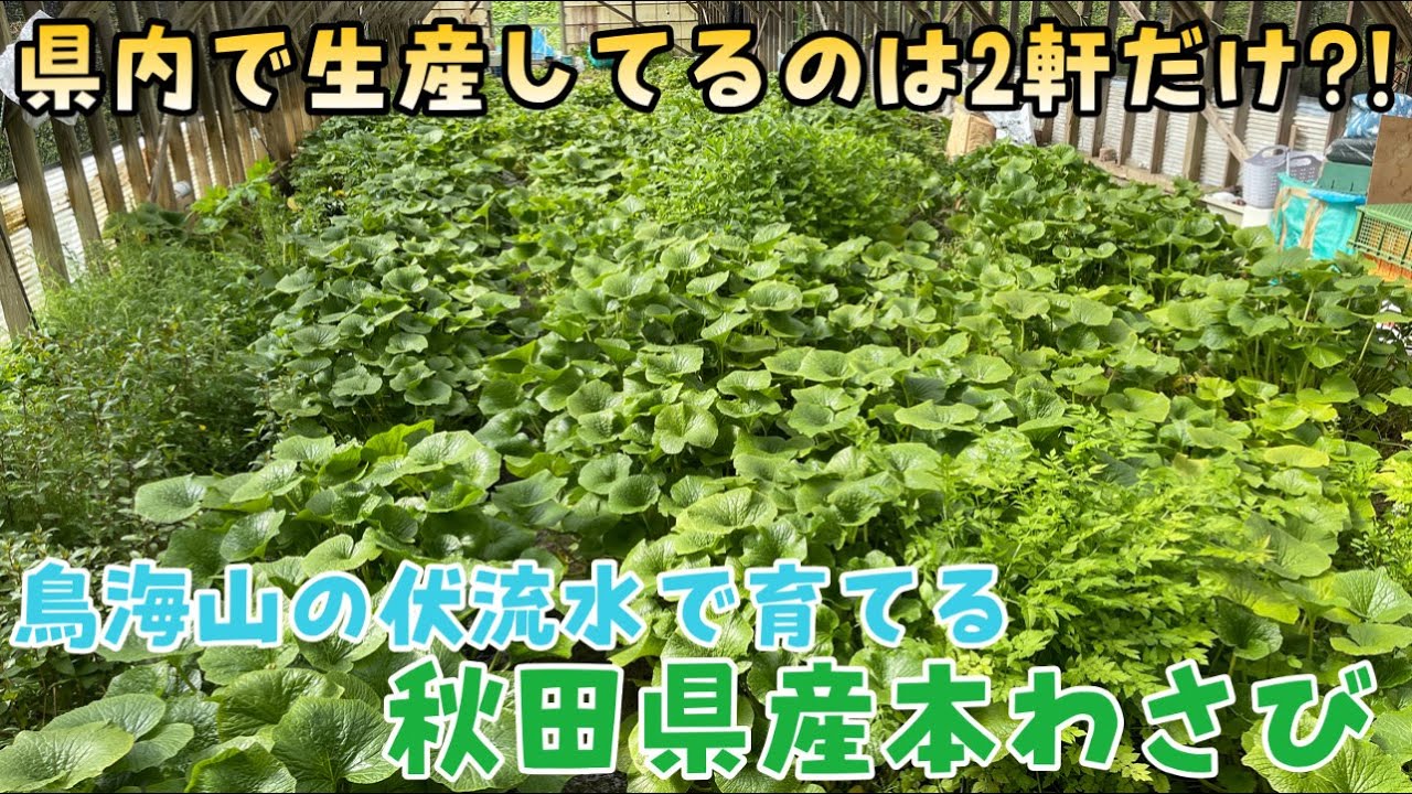 秋田で起業】秋田県産本わさびを求めてにかほ市へ！採れたて本ワサビを