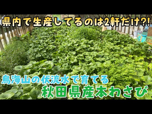 秋田で起業】秋田県産本わさびを求めてにかほ市へ！採れたて本ワサビを
