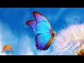 Calming morning music  528hz repair dna  negative energy  the road to happiness  health