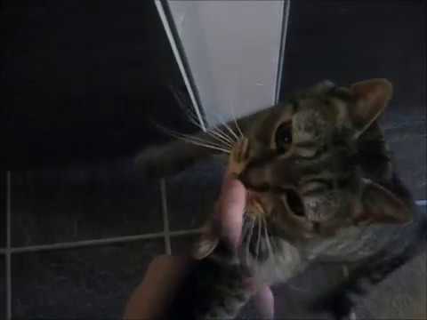 cat แปลว่า Open the door!