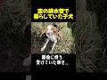 空の排水管の中で孤独に暮らして子犬が...! #動物保護 #dog #里親