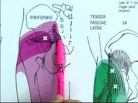 How To Find Trigger Points Trigger Points In The Piriformis Youtube 