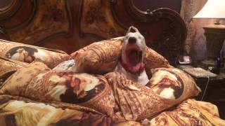 Max The Great Dane Relaxes And Yawns In Bed
