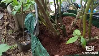 Review Menanam Blueberry Di Dataran Rendah