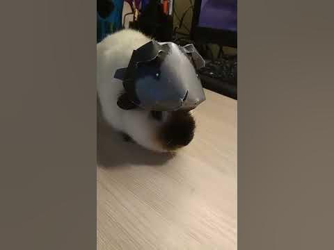 Морская свинка в костюме морской свинки - YouTube