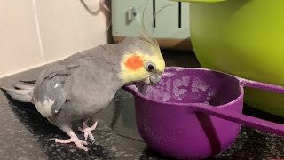 Birdie Kitchen Chaos