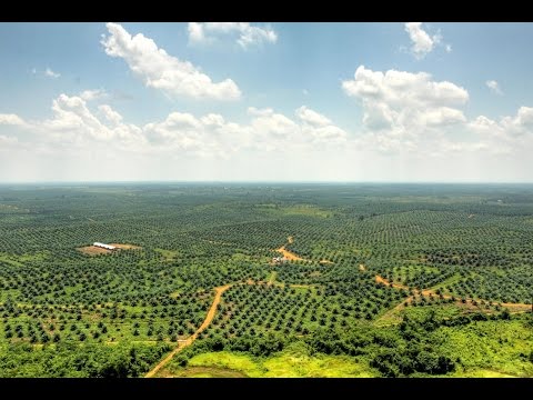 Video: K čemu se používá palmový olej?