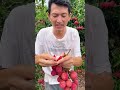 JD Fresh Takes You Back on the Lychee Road# The Lychees in the
