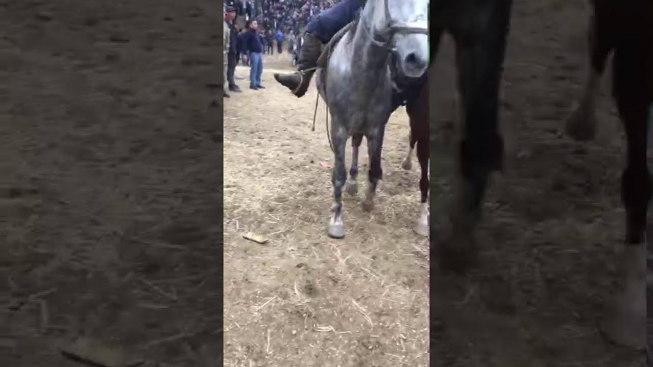 Шарафи вешист