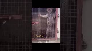 Great Gabbar So Ind. Ch. Hashmeets Ajgar