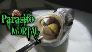 El TERRIBLE Caso Del PARÁSITO Traga Lenguas (Real) El TERRIBLE Caso Del PARÁSITO Traga Lenguas (Real)