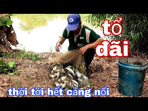 bảng giá cá khô 2022 New Hết biết những chài cá đúng là thời tới cảng không nổi | nghề mưu sinh || Minh khôi vlogs