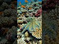 Nature's Most Incredible Camouflage 🐙🌊 #shorts #octopus #viral