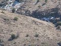 Moving cows to another Cold Creek Pasture