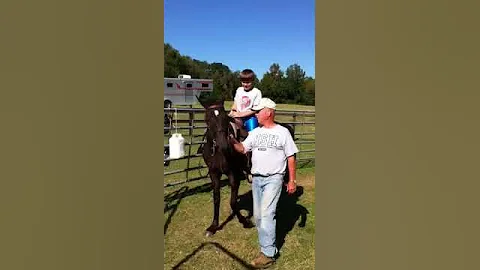 Brock at Parrish stables