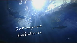 Океанариум на о.Русском во Владивостоке 2017// Oceanarium in Vladivostok // Влог - Vlog