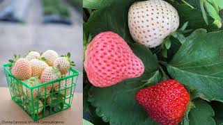 Strawberry Tissue Culture and Cultivar Improvement