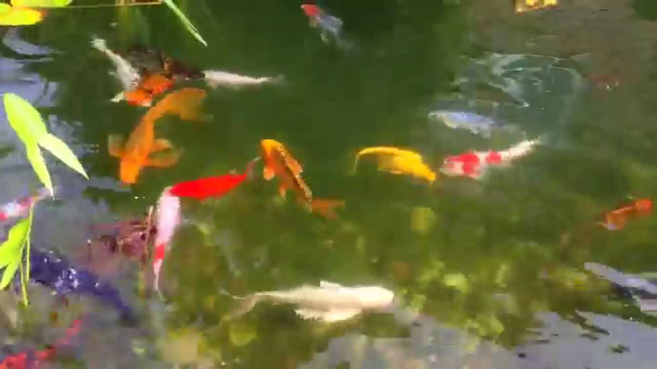 My koi with their fry ! First year of baby koi ! YouTube