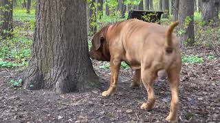 Небольшая зарисовка с белкой, собаками и трясогузкой / Sketch with squirrel dogs and wagtail