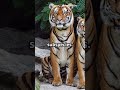 What Happened to the SMALLEST Tiger on Earth?