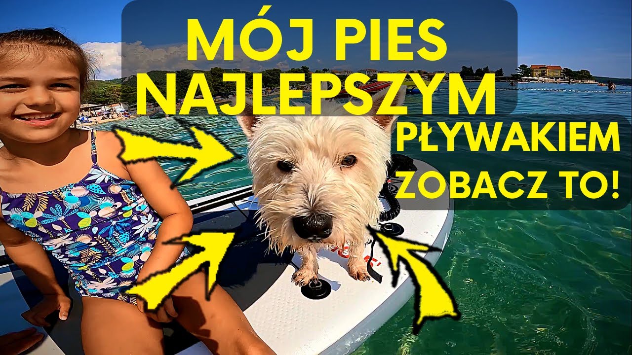 M J PIES P YWA W MORZU YouTube m-j-pies-p-ywa-w-morzu-youtube