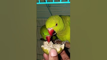 #youtubeshorts #shorts #parrot #talkingparrot #birds #viralvideo #mithukibatain #cute #trending