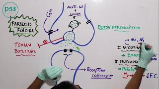 FISIOLOGÍA | Acetilcolina