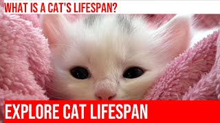 The Average Lifespan of Cats: Factors & Facts