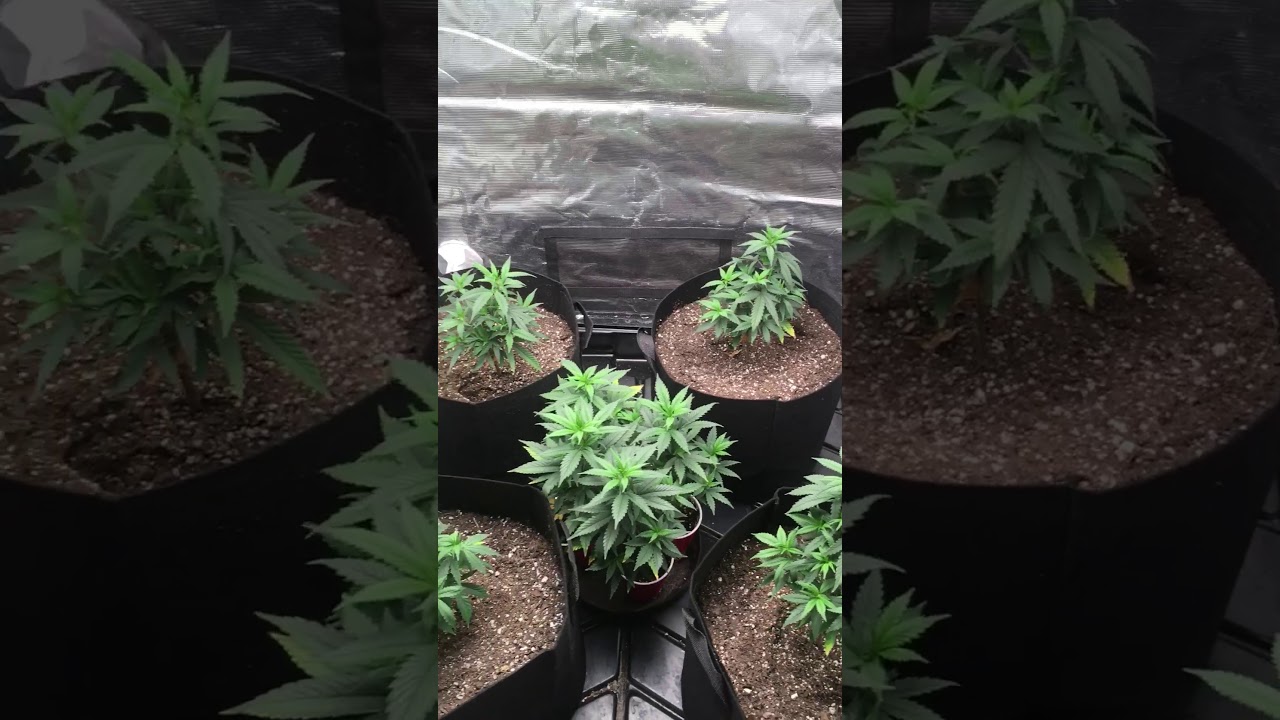 Bloom Plus BP300 Update!!!