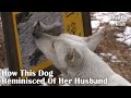 What The Dog Started Doing After Her Husband Passed Away l Kritter Klub